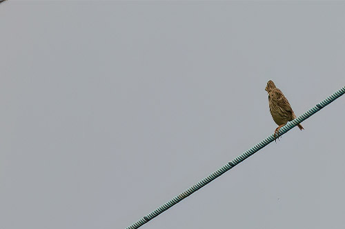 July Highlights Part 2: Yellow Wagtail and much sought after patch treasure … Corn Bunting !!!!