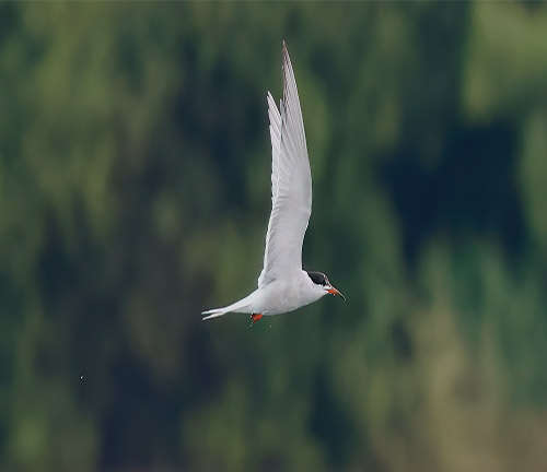 July Highlights Part 1 ; Rain, more rain, Common Tern and Grasshopper warbler!!