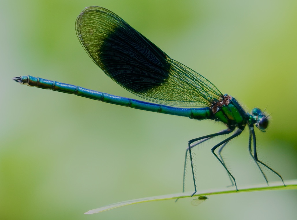 July Highlights Part 3 … A Great way to end July: Marbled Whites, Banded Demoiselles, Sparrowhawks and a new piece of kit which will be a game changer!!