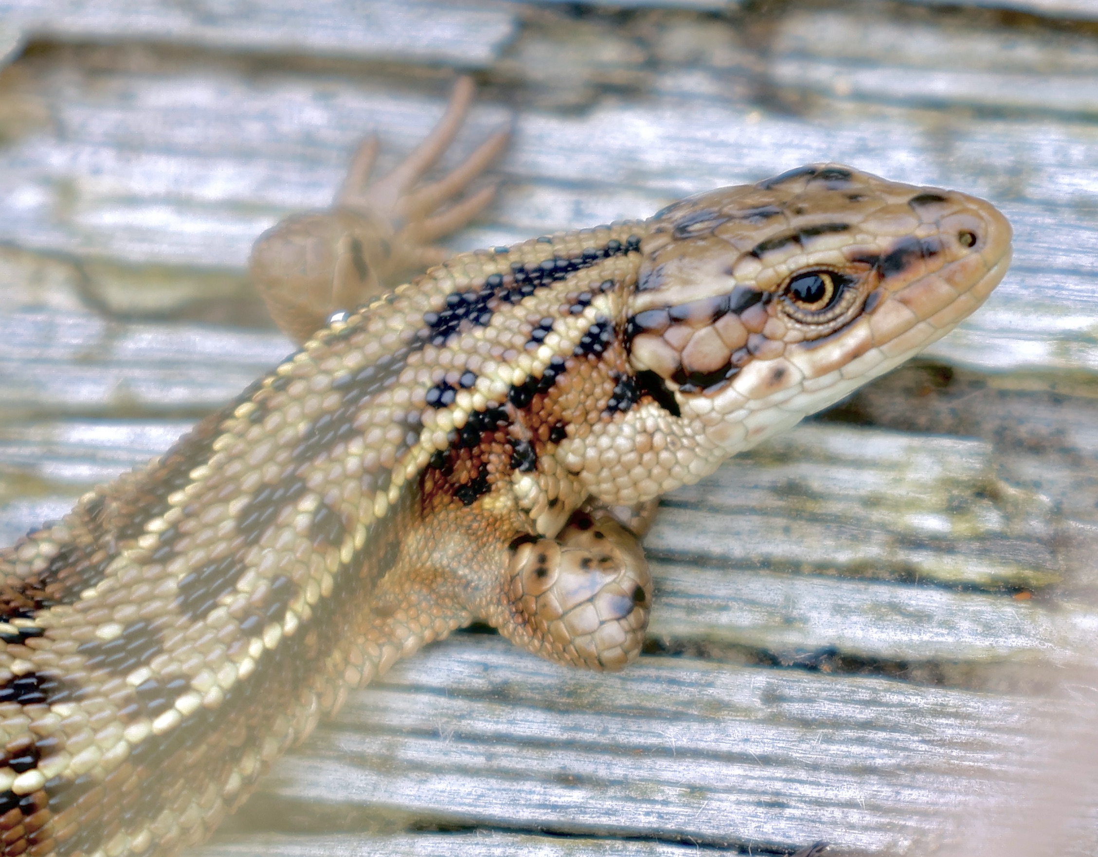 August Highlights Part 3: Green Sandpiper, Swallows, Hobby, Common Lizard and Red Kite.