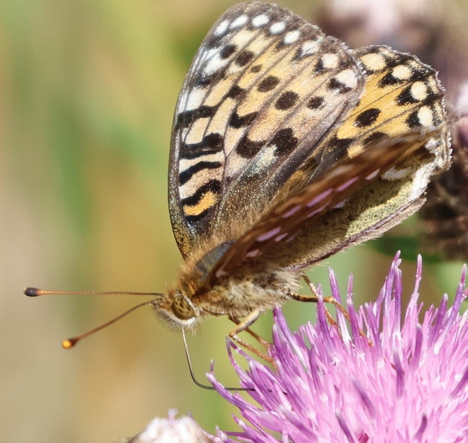 August Highlights: Part 1 .. An Otter on the Thermal Imager and Chasing Dark Green Fritillaries on the North York Moors.