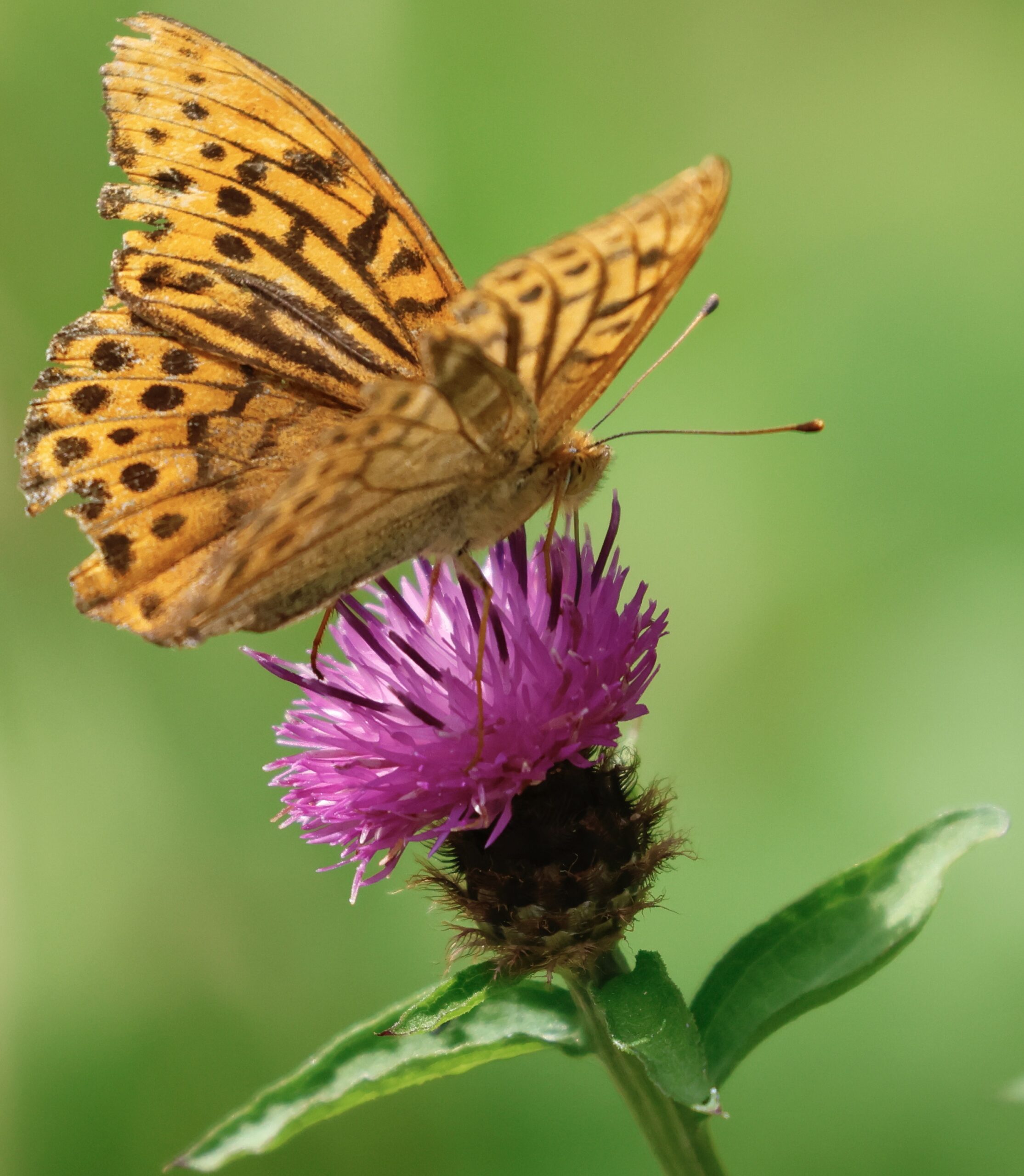 August Highlights Part 2: Silver Washed Fritillaries, Honey Buzzard,  A passing Whimbrel and the Perseid Meteor Shower!!