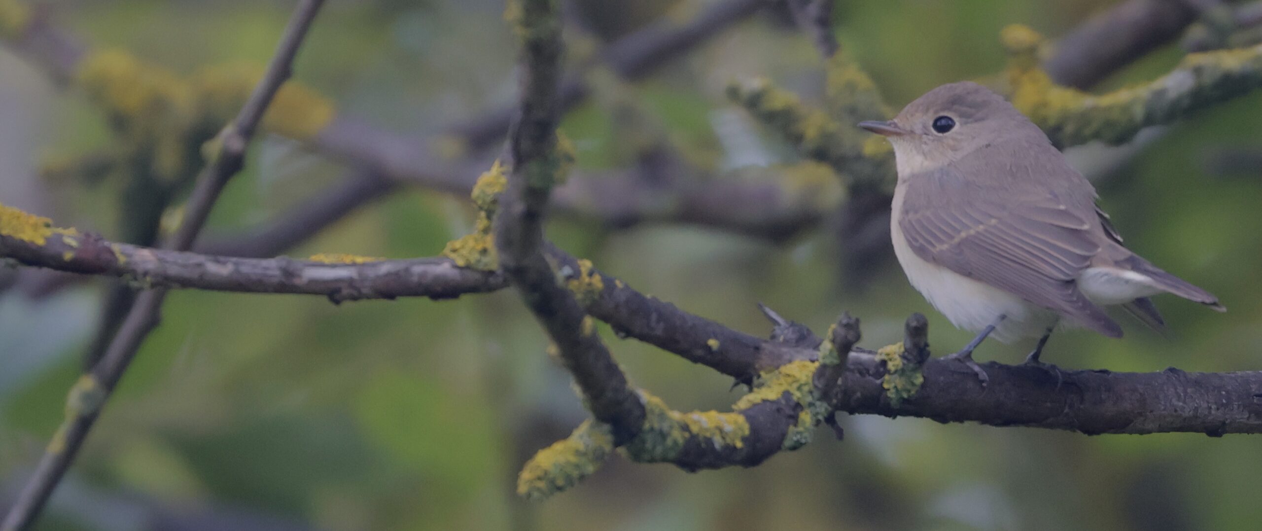 September Highlights: Obliging Green Sandpipers, Skulking Yellow-browed Warblers and a very nice Red Breasted Flycatcher!!