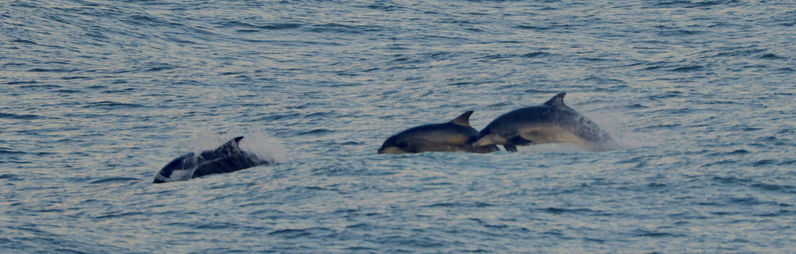 November ’24 Highlights: Red Kites, Red Squirrels, Little Auks, Dolphins and Dunnocks.