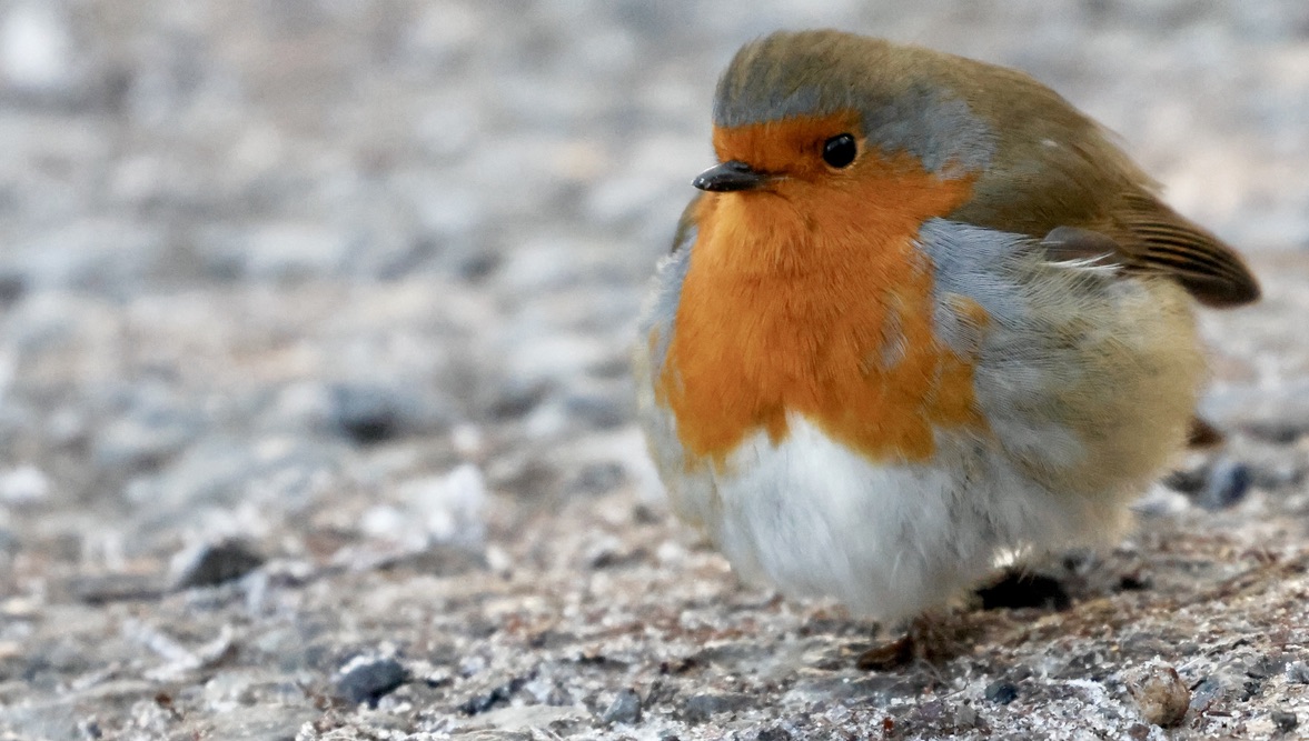 January ’25 Highlights: Goldeneye, Crossbills, Robins and Dippers.