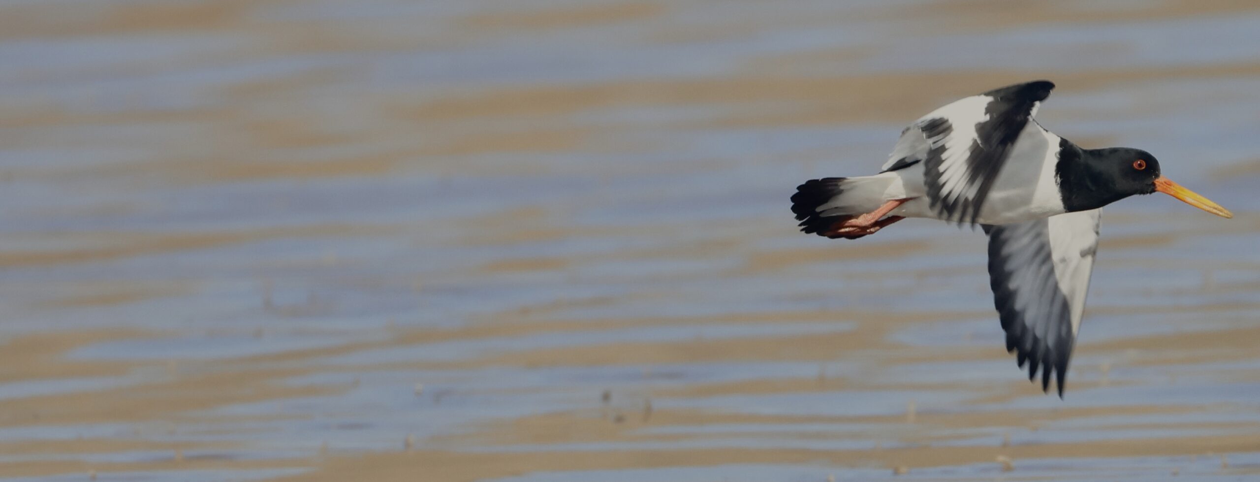April Highlights Part 1: Oystercatcher at Filey North Yorks.